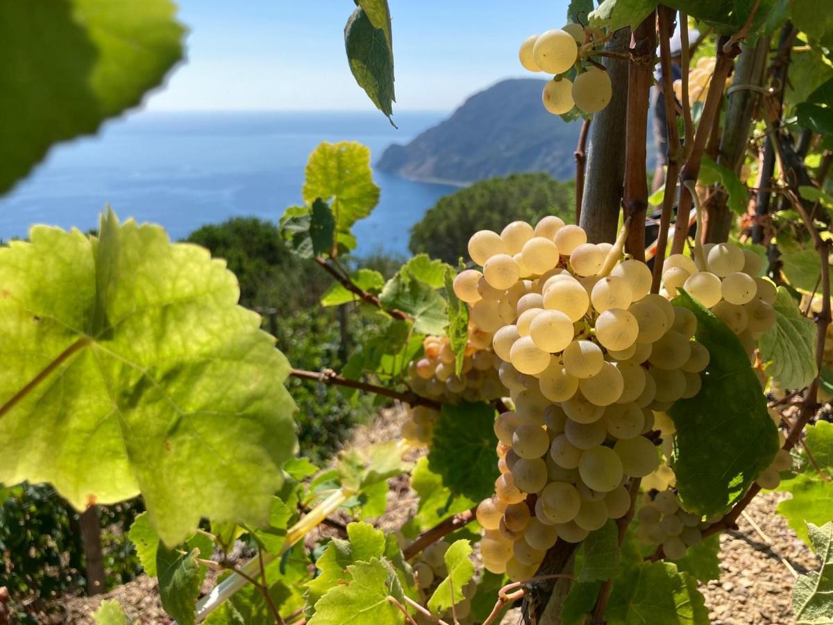 Villa Pietrafiore Monterosso al Mare Eksteriør bilde