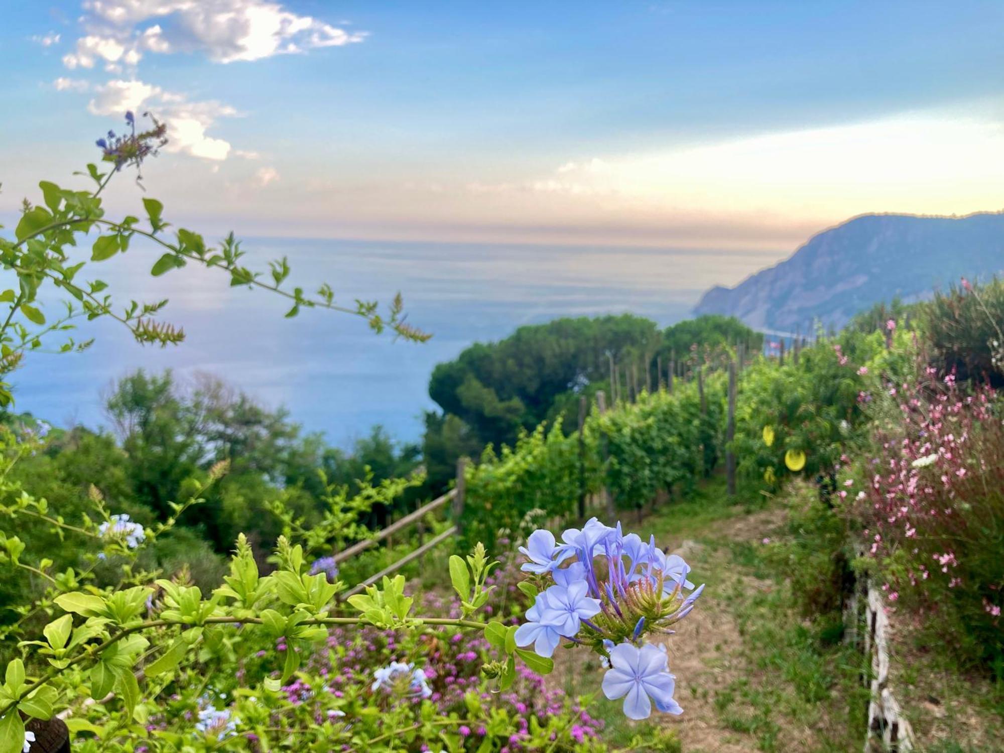 Villa Pietrafiore Monterosso al Mare Eksteriør bilde