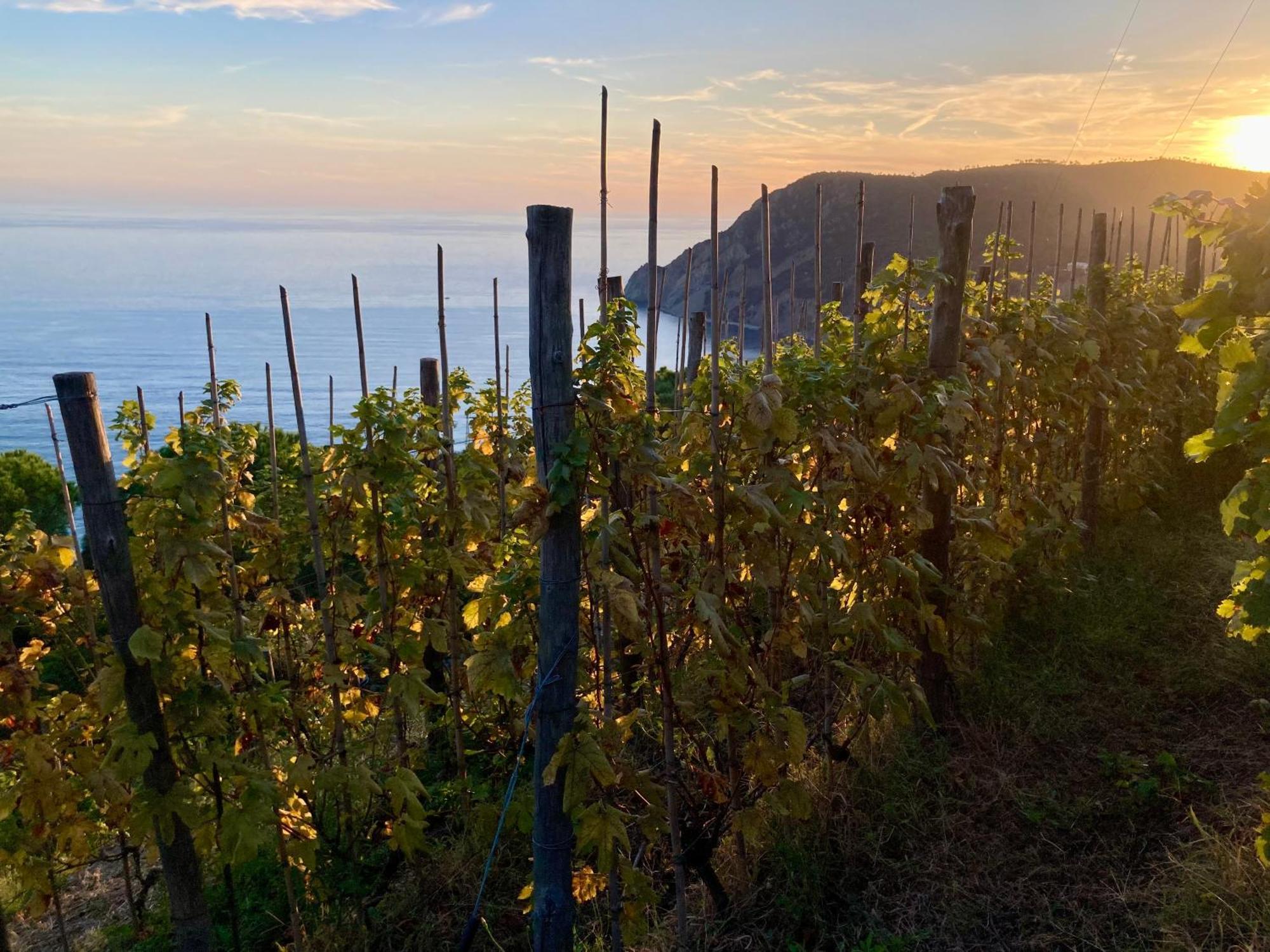 Villa Pietrafiore Monterosso al Mare Eksteriør bilde