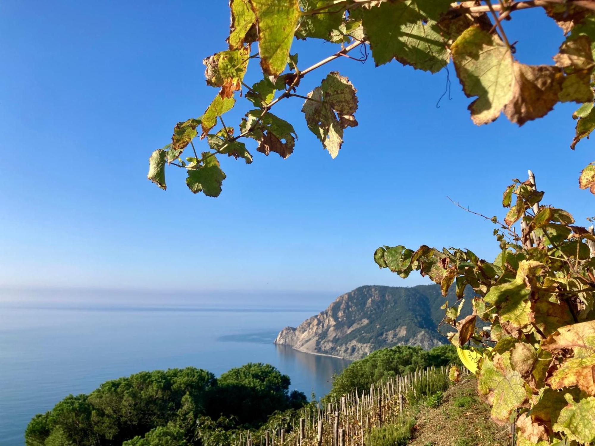 Villa Pietrafiore Monterosso al Mare Eksteriør bilde